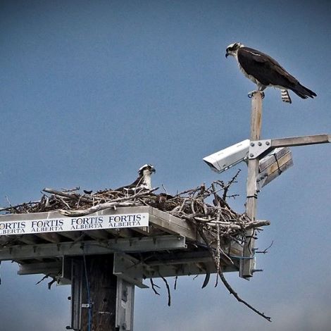 Osprey Nesting Platform